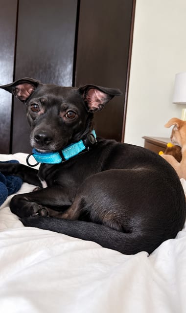 Photo of Cora Corazone, adoptable Chihuahua in MIDWAY, Utah