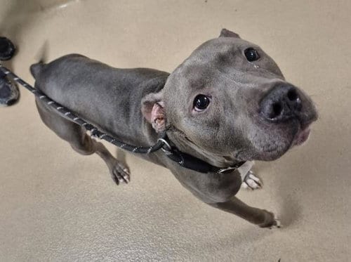 Photo of Spiderman, adoptable Pit Bull Terrier in Decatur, Illinois