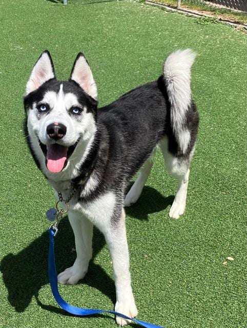 Photo of Whimzy, adoptable Siberian Husky in Fruit Heights, Utah