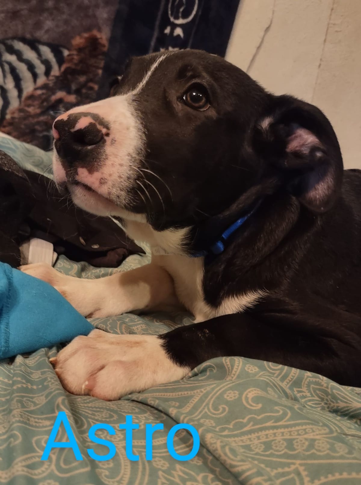 Photo of Astro, adoptable American Pit Bull Terrier in Kempner, Texas