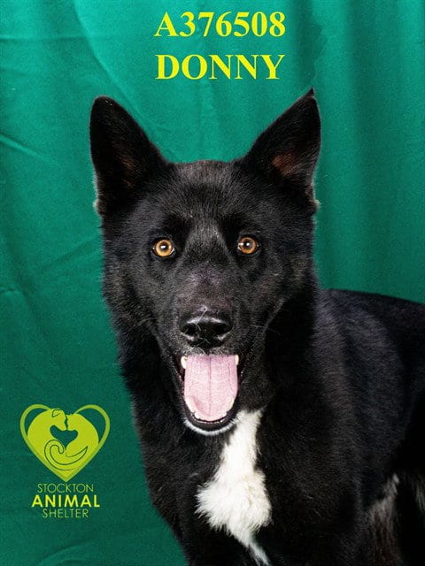 Photo of Donny, adoptable Australian Kelpie in Stockton, California