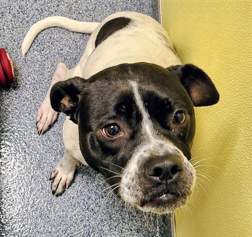 Photo of Princess Sammy, adoptable Pit Bull Terrier in St Louis, Missouri