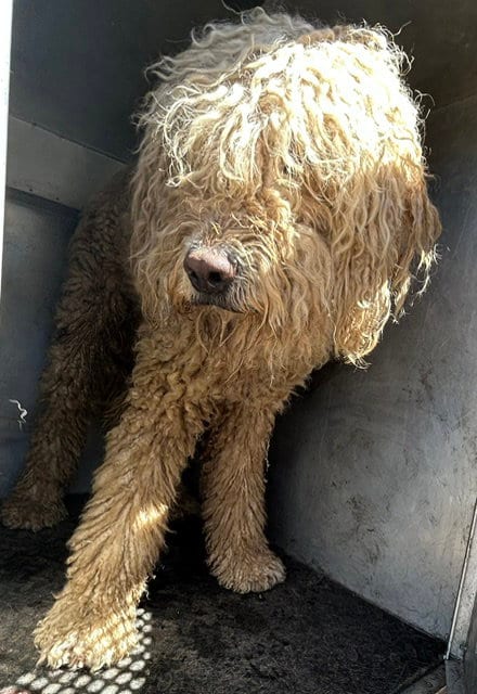 Photo of Bentley, adoptable Poodle (Standard) in HESPERIA, California
