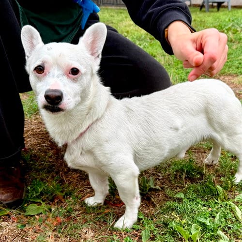 Photo of Snowy, adoptable Terrier in Oakland, California