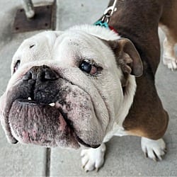 Photo of Barney, adoptable English Bulldog in Beverly Hills, California