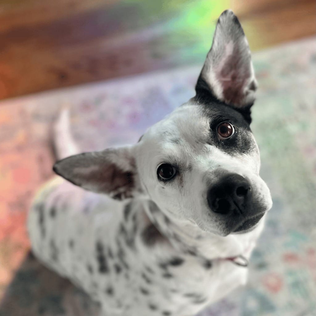 Photo of Nora, adoptable Mixed Breed in Bloomfield, Connecticut
