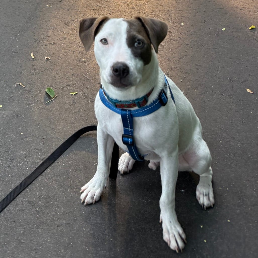 Photo of Swift D11860, adoptable Terrier, Pit Bull / Hound in Princeton area, Minnesota
