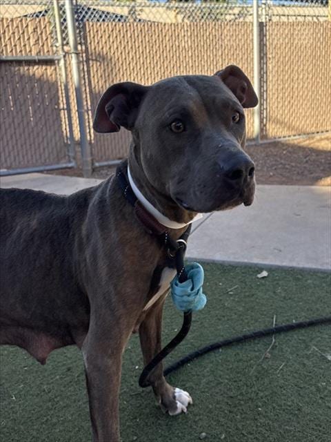Photo of Waverly, adoptable American Pit Bull Terrier in Phoenix, Arizona