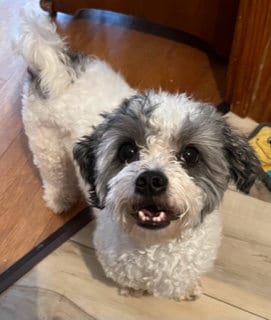 Photo of Bexley, adoptable Havanese in St. Louis, Missouri