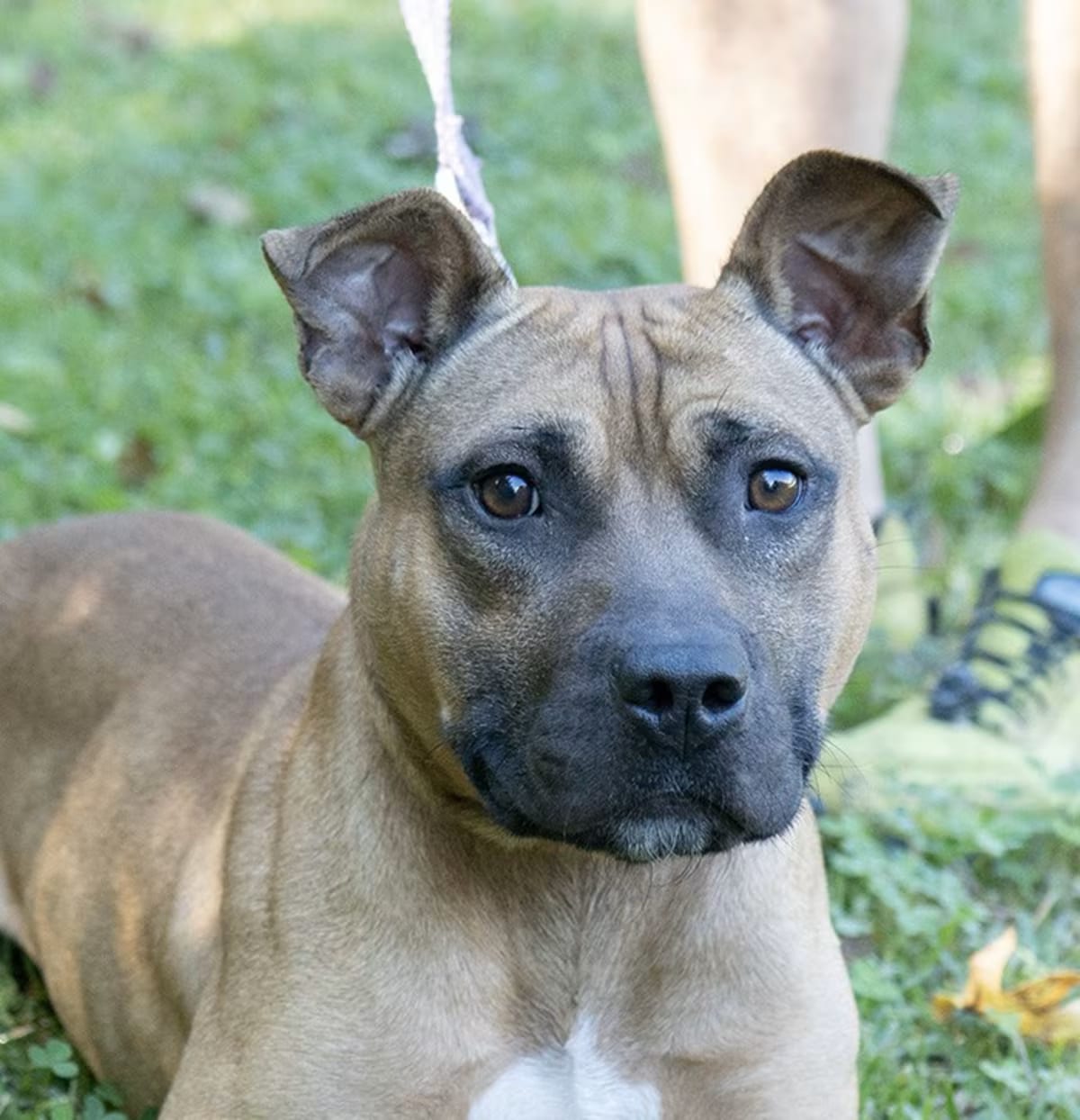 Photo of Hallow, adoptable Black Mouth Cur in Slidell, Louisiana