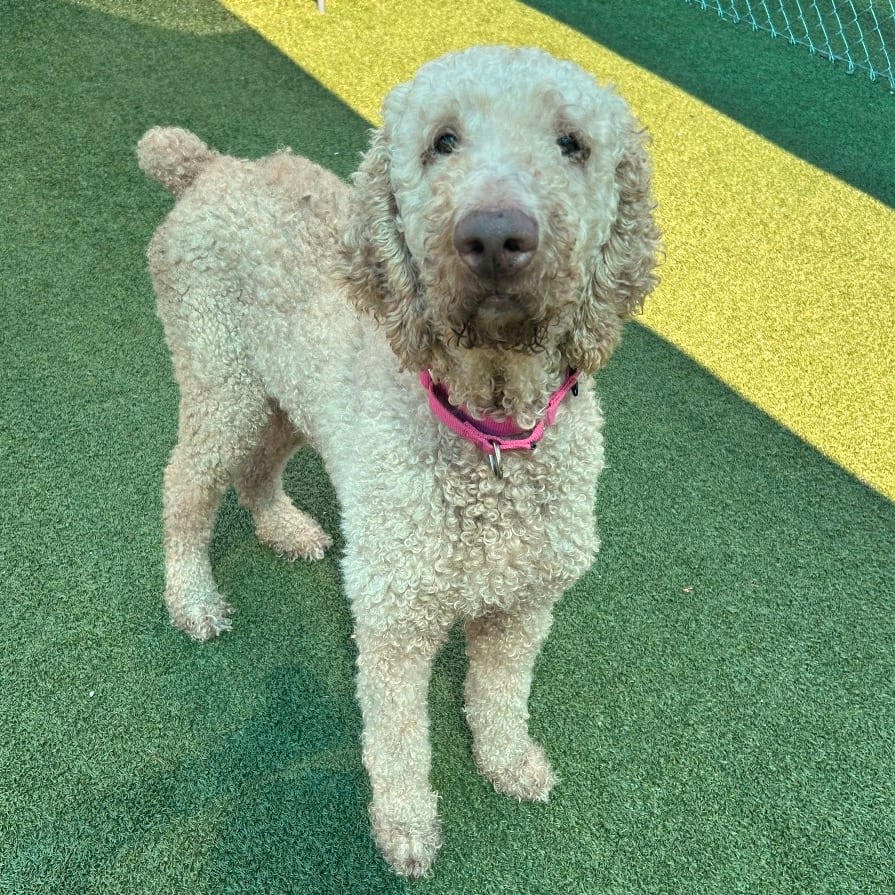 Photo of Alpha, adoptable Poodle, Standard in Jacksonville, North Carolina