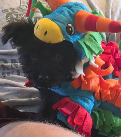 Photo of Stanley, adoptable Shih Tzu in Plainfield, Illinois
