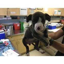 Photo of Rose, adoptable Boxer in Jurupa Valley, California