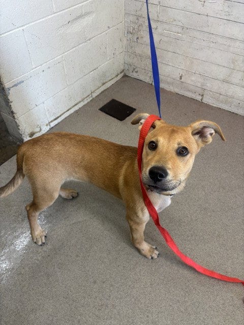 Photo of Autumn, adoptable German Shepherd Dog in San Bernardino, California
