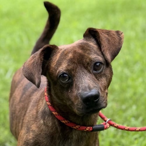 Photo of Kobe, adoptable Dachshund in Yardley, Pennsylvania