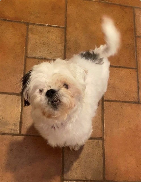 Photo of Bella, adoptable Shih Tzu in Springfield, Massachusetts