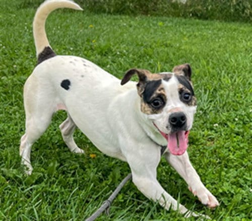 Photo of Missy, adoptable Hound in Rogers, Arkansas