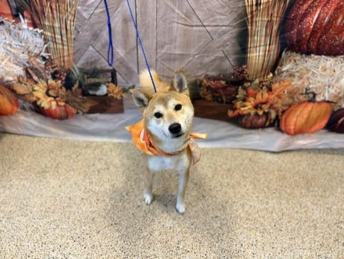 Photo of Yoshi, adoptable Shiba Inu in Miami, Florida