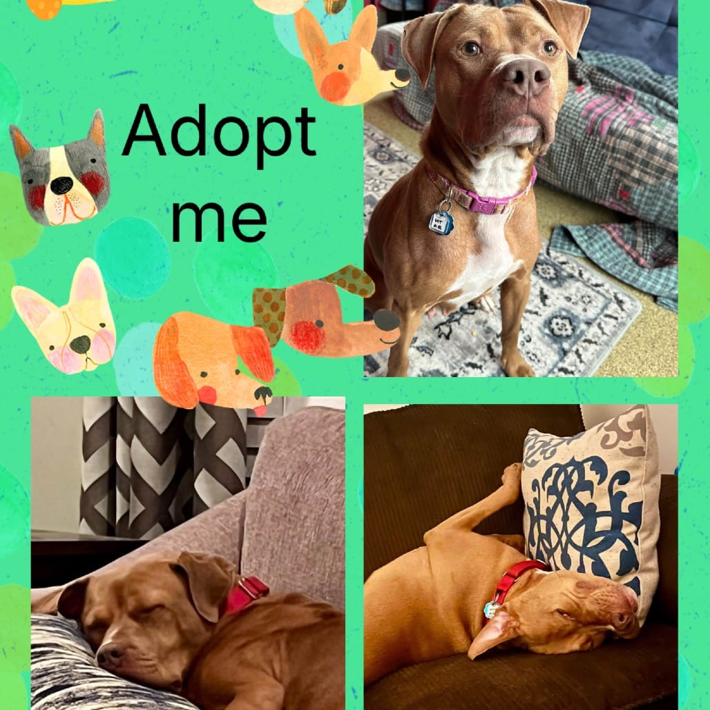 Photo of Petra, adoptable Terrier, Pit Bull in Fairfax Station, Virginia