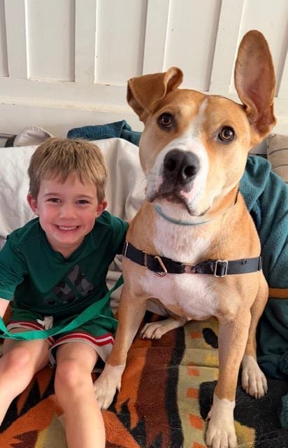 Photo of Pilot, adoptable American Bulldog in Santa Barbara, California