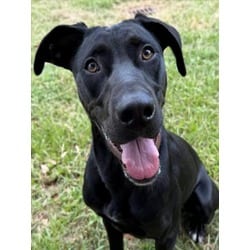 Photo of Sasha, adoptable Labrador Retriever in Texas City, Texas