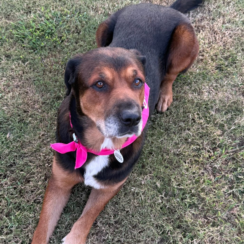 Photo of Chloe, adoptable Shepherd / Mixed Breed (Medium) in Raleigh area, North Carolina