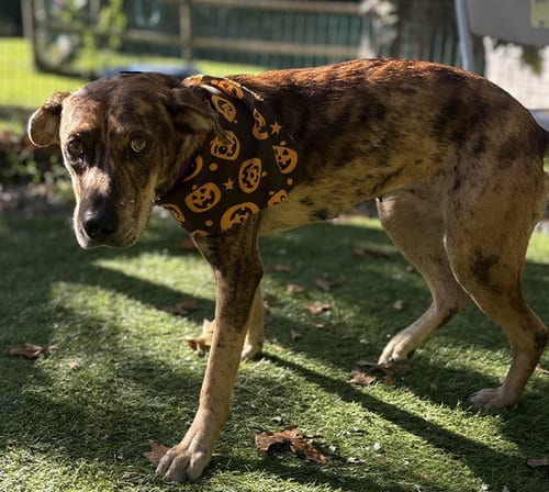 Photo of FI, adoptable Catahoula Leopard Dog in Brewster, Massachusetts