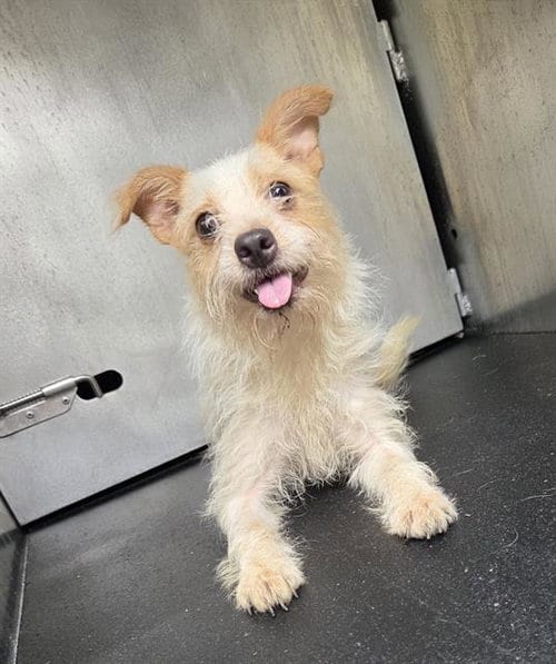 Photo of Andrea, adoptable Chihuahua in San Antonio, Texas