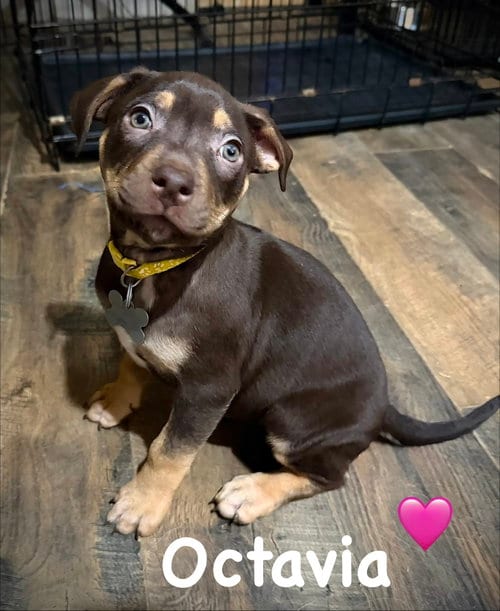 Photo of Octavia- Belles & Beau Litter, adoptable American Staffordshire Terrier in Holly Springs, North Carolina