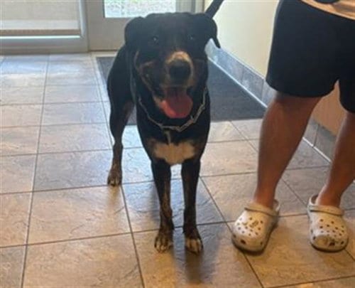 Photo of Jennie, adoptable Labrador Retriever in Orange, California