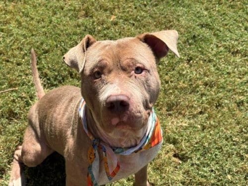 Photo of Pierre, adoptable Pit Bull Terrier in Tulsa, Oklahoma