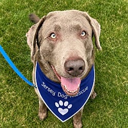 Photo of Ziggy, adoptable Labrador Retriever in Scotch Plains, New Jersey