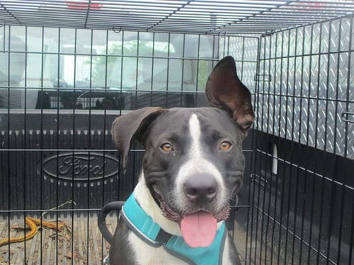 Photo of Checkers, adoptable Staffordshire Bull Terrier in Ocala, Florida