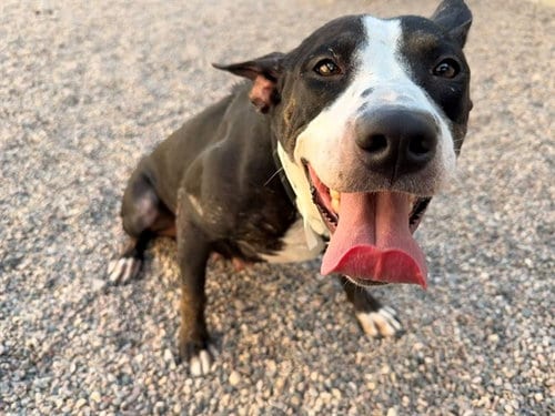 Photo of Baby, adoptable American Pit Bull Terrier in Mesa, Arizona