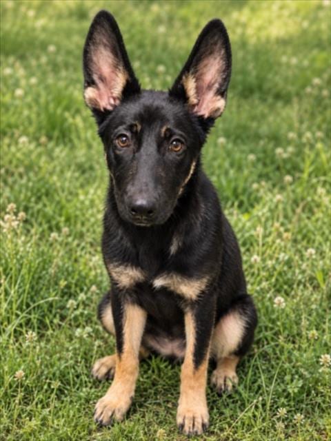 Photo of Gibbs, adoptable German Shepherd Dog in Clinton Township, Michigan