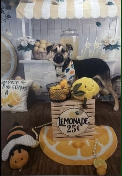 Photo of Lenox, adoptable Shepherd in Germantown, Ohio