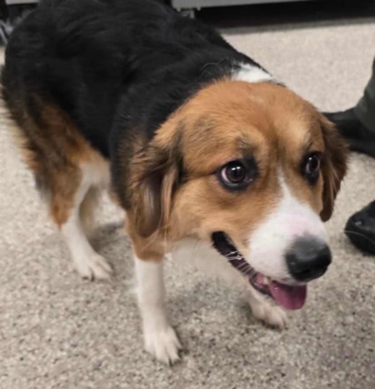 Photo of 61844374, adoptable Collie in Gastonia, North Carolina