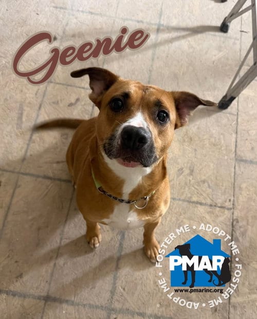 Photo of Geenie, adoptable Pit Bull Terrier in Binghamton, New York