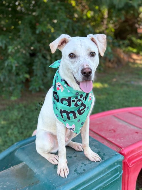 Photo of Benny, adoptable Unknown breed in Spring Lake, New Jersey