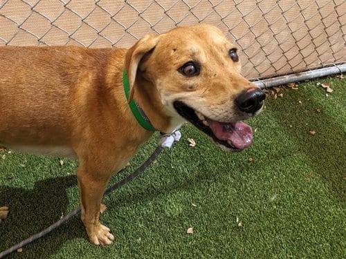 Photo of Copper, adoptable Labrador Retriever in Phoenix, Arizona
