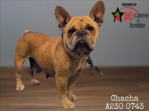 Photo of Chacha, adoptable French Bulldog in Los Angeles, California