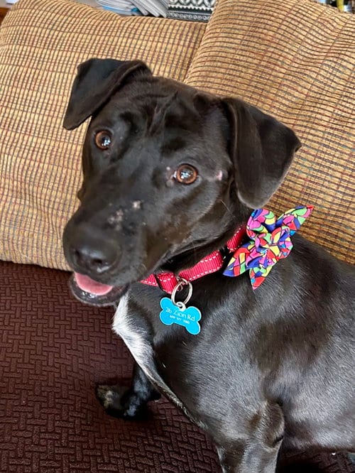 Photo of Kiddo, adoptable Dachshund in Tarrytown, Georgia