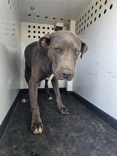 Photo of A170669, adoptable Pit Bull Terrier in Bakersfield, California