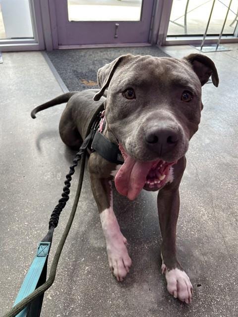 Photo of Blake, adoptable American Pit Bull Terrier in Miami, Florida