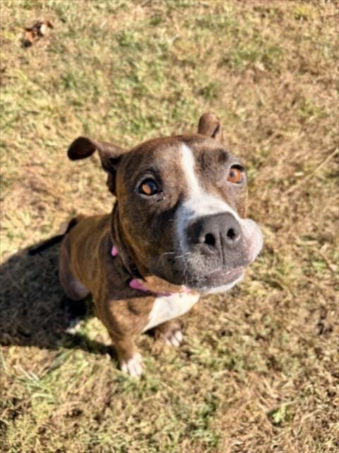 Photo of Tracey, adoptable American Pit Bull Terrier in Derwood, Maryland