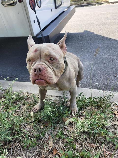Photo of Star, adoptable American Staffordshire Terrier in San Antonio, Texas