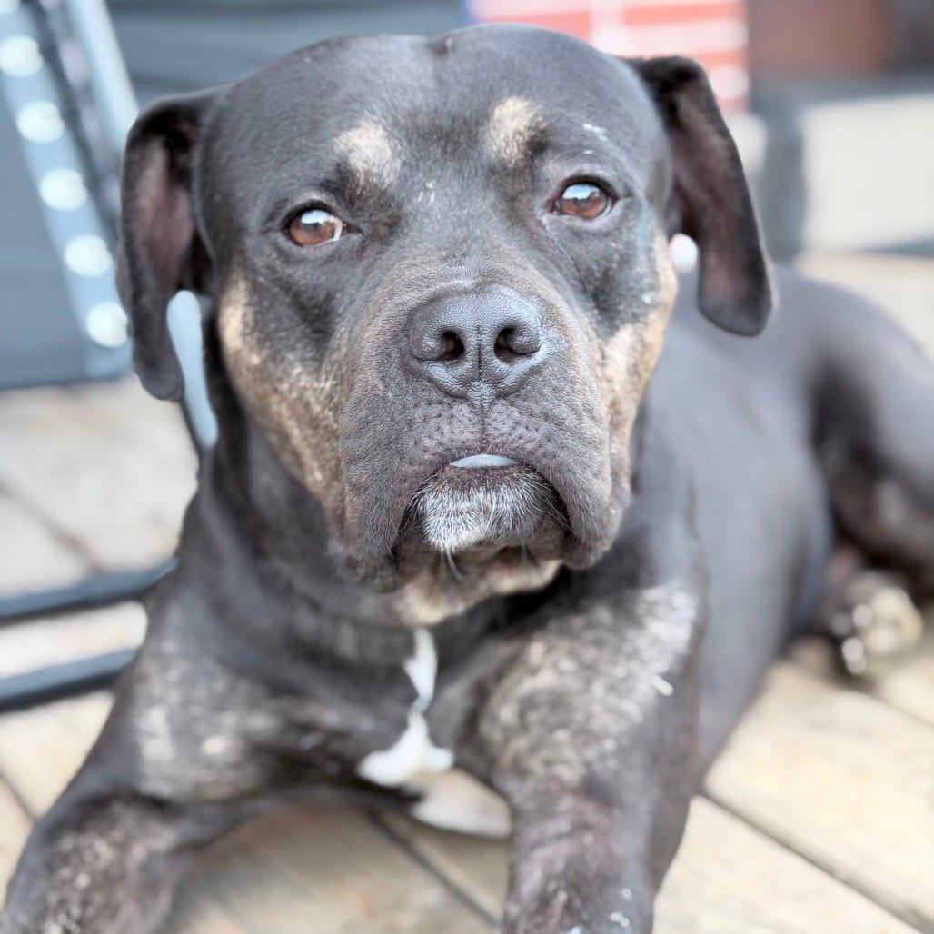 Photo of Justice, adoptable Boxer / Terrier, Pit Bull in York, Pennsylvania