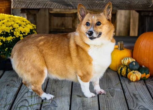 Photo of Zoey, adoptable Corgi in Sussex, New Jersey