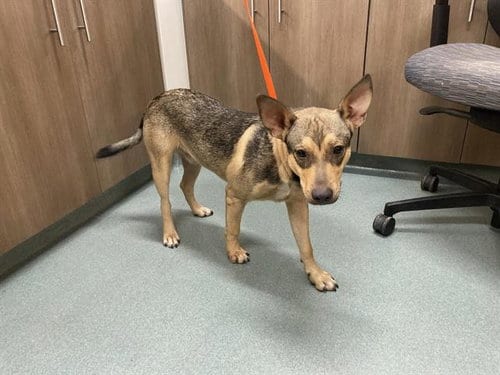 Photo of Bologna, adoptable German Shepherd Dog in Baytown, Texas