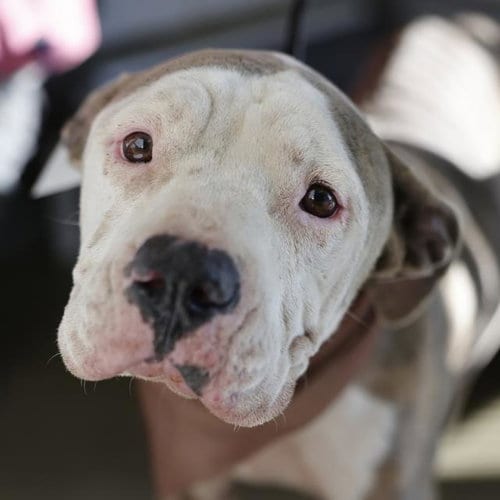 Photo of Modelo, adoptable American Staffordshire Terrier in San Antonio, Texas